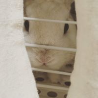 Usakoko 会員画像