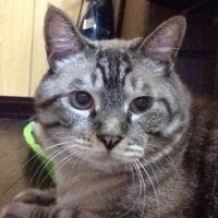 グリズペガ 会員画像