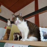 会員画像