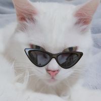 しろこねこ 会員画像