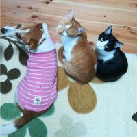 飛ぶトリ 会員画像