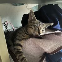 みかみらいね 会員画像