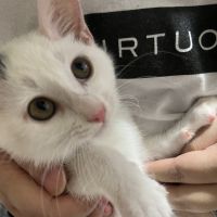 ふんわりねこさん