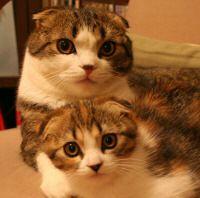 acopipi 会員画像