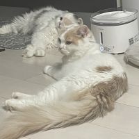 kinakoomochi 会員画像