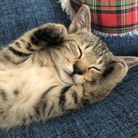 にゃん吉mama 会員画像