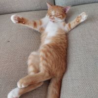 どすこい須田 会員画像