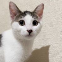まぐろ丼ちゃん 会員画像