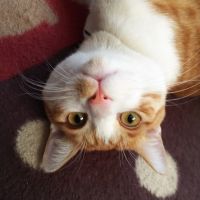 茶白ハチワレのこてつ 会員画像