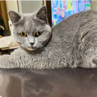 nekoriさん