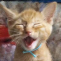 アニマルボランティア エンジョイ