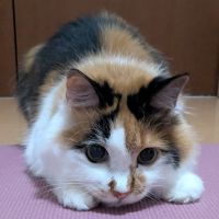 きらんまるさん