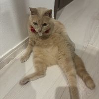 ぴょにーさん