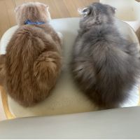 ムギふくさん