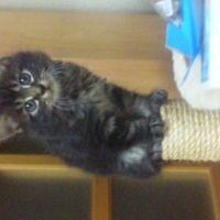 きらまま 会員画像