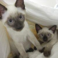 えりにゃんこたん 会員画像