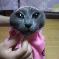 にゃにゃ(=‘x‘=) 会員画像