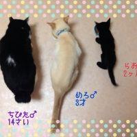 らおすけさん