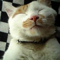 こてつママ 会員画像