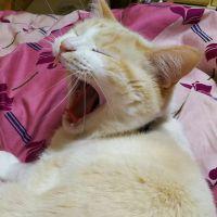 やまチャン 会員画像