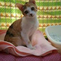 ミルク、サム、ミコトさん