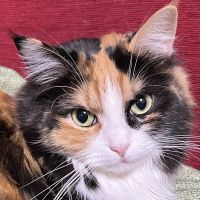 ミルク、サム、ミコトさん
