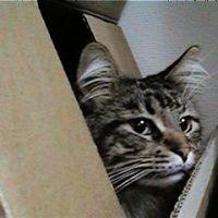 ねこさん 会員画像