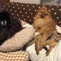 ふわわ 会員画像