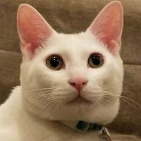 由ニャース 会員画像