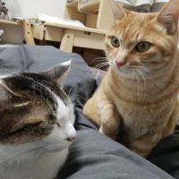 ちゃむてつ 会員画像