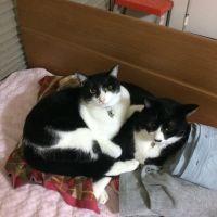 ぶらんくろまつ 会員画像