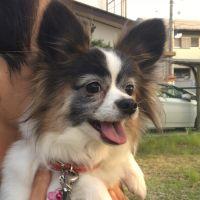 真珠@@@ 会員画像