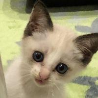くー^._.^さん