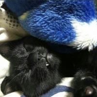 会員画像