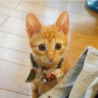 はぴれい 会員画像