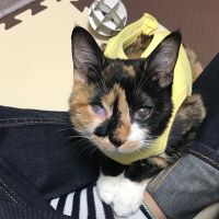 猫】その他(その他) - 愛猫家は、なぜ猫に優しくて人に厳しいんですか 