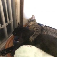 栗やまねこ 会員画像