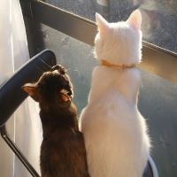 ひなうめママ 会員画像