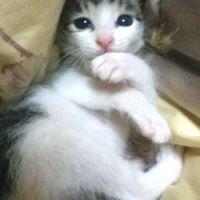 うましか2 会員画像