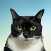 どてかぼちゃ 会員画像