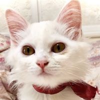 ネコ・ユニバース 会員画像