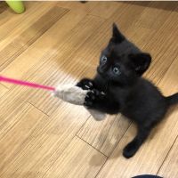 トロねこ 会員画像
