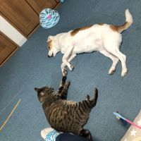 ちもたろう 会員画像