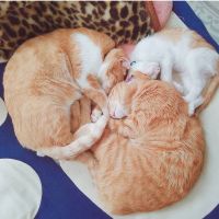 ななポンタさん