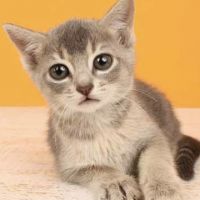 ねことおとも 会員画像