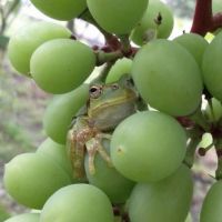 マメフク 会員画像