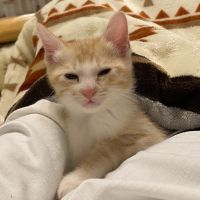 はりねずみ〜 会員画像