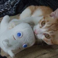 あいっち 会員画像