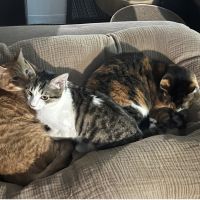 ニャン玉 会員画像