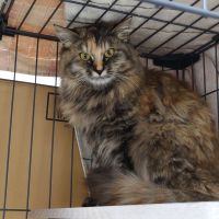 はちわれちょび 会員画像